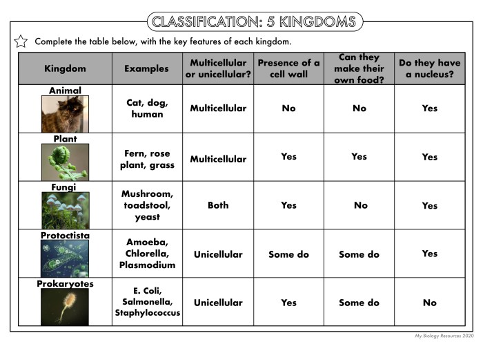 Classification taxonomy worksheet answer key