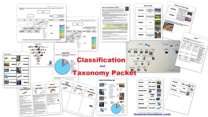 Classification taxonomy worksheet answer key