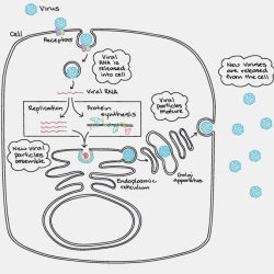 Cell cycle worksheet cells alive