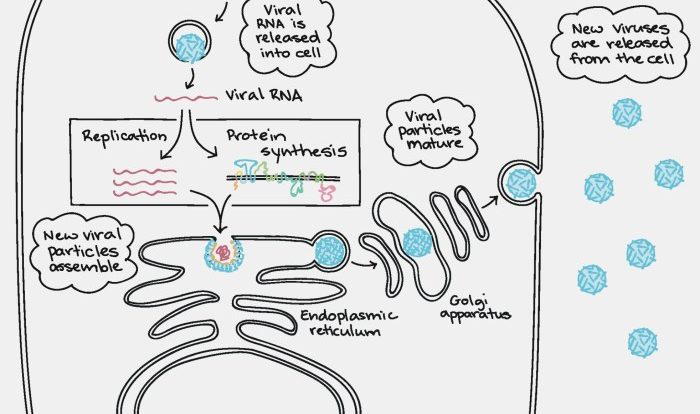 Cell cycle worksheet cells alive