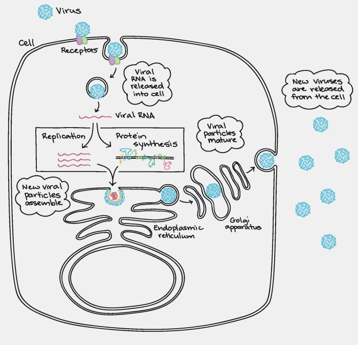 Cell cycle worksheet cells alive