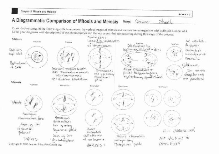 Cell cycle worksheet cells alive