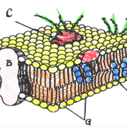 Cell membrane coloring activity answer key