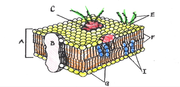 Cell membrane coloring activity answer key