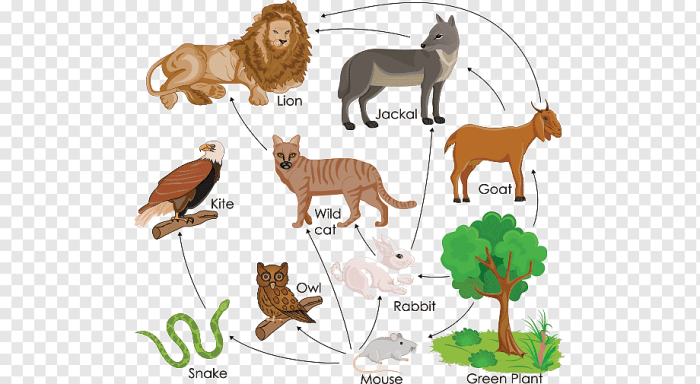 Lion king food web worksheet answers