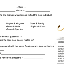 Classification taxonomy worksheet answer key