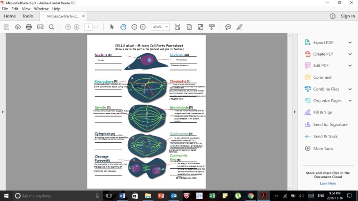 Cell cycle worksheet cells alive