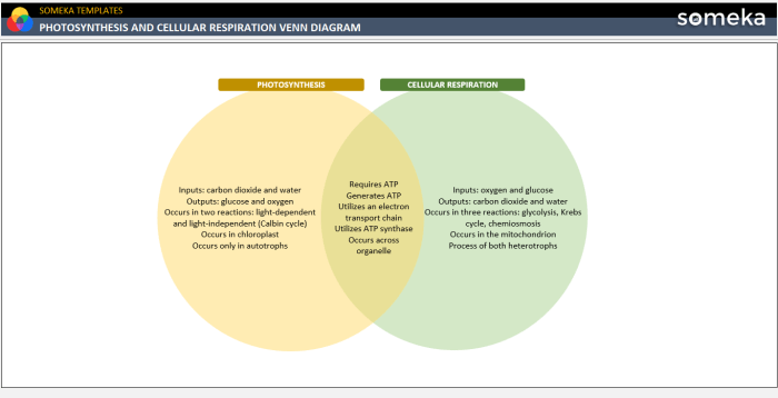 Venn diagram of cellular respiration and photosynthesis