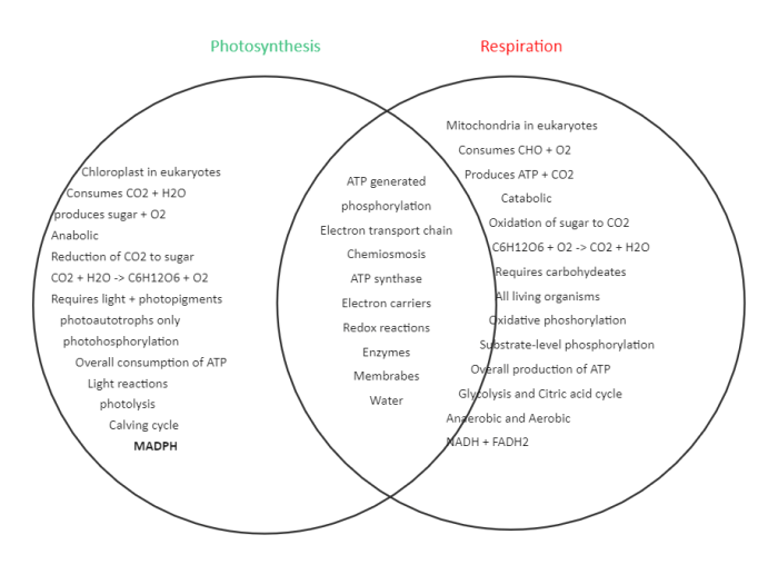 Venn diagram of cellular respiration and photosynthesis